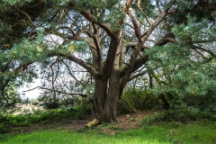 Brunssummerheide