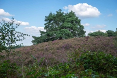 Brunssummerheide-2-fotograaf-Cor-Niemantsverdriet