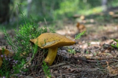 Brunssummerheide-20-fotograaf-Cor-Niemantsverdriet