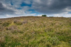 Brunssummerheide-25-fotograaf-Cor-Niemantsverdriet
