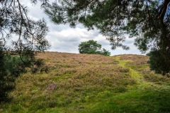 Brunssummerheide-26-fotograaf-Cor-Niemantsverdriet