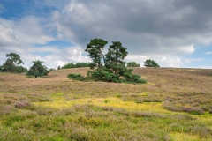 Brunssummerheide-27-fotograaf-Cor-Niemantsverdriet