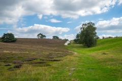 Brunssummerheide-28-fotograaf-Cor-Niemantsverdriet
