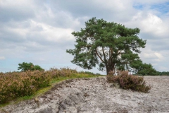 Brunssummerheide-29-fotograaf-Cor-Niemantsverdriet