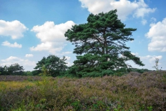 Brunssummerheide-3-fotograaf-Cor-Niemantsverdriet