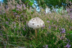 Brunssummerheide-4-fotograaf-Cor-Niemantsverdriet