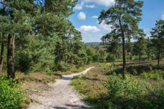 Brunssummerheide-5-fotograaf-Cor-Niemantsverdriet