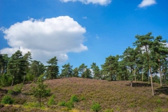 Brunssummerheide-6-fotograaf-Cor-Niemantsverdriet