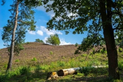 Brunssummerheide-7-fotograaf-Cor-Niemantsverdriet