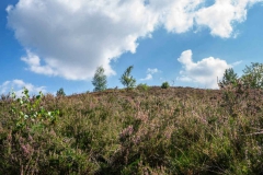 Brunssummerheide-8-fotograaf-Cor-Niemantsverdriet