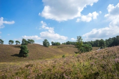 Brunssummerheide-9-fotograaf-Cor-Niemantsverdriet