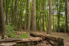 Anstelerbeek-10