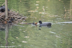 Anstelerbeek-18