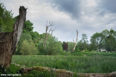 Anstelerbeek-2