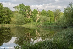 Anstelerbeek-20