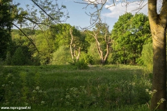 Anstelerbeek-22