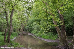 Anstelerbeek-8