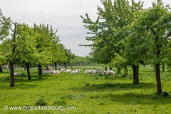 eijsder-beemden-25