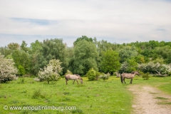eijsder-beemden-paarden-1-2