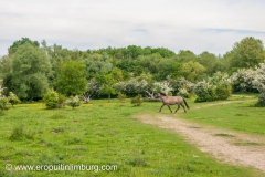 eijsder-beemden-paarden-1-3