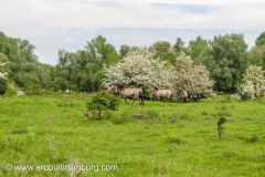 eijsder-beemden-paarden-1-4
