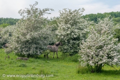 eijsder-beemden-paarden-1