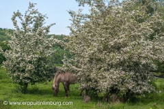eijsder-beemden-paarden-2