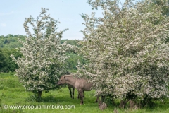 eijsder-beemden-paarden-3