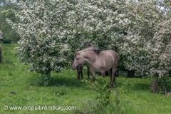 eijsder-beemden-paarden-4