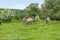 eijsder-beemden-paarden-5