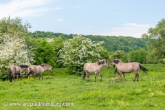 eijsder-beemden-paarden-6