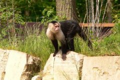GaiaZOO-2012-15
