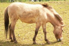 GaiaZOO-2012-16