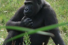 GaiaZOO-2012-23