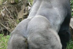 GaiaZOO-2012-25