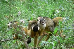 GaiaZOO-2012-26