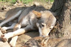 GaiaZOO-2012-27