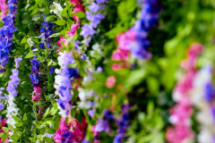 Groove-Garden-24