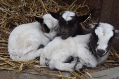 Kasteelpark-Born-Geitjes
