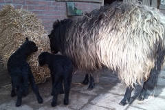 Kasteelpark-Born-Lammetjes-zwart