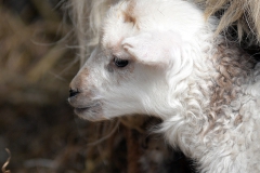 Kasteelpark-Born-lammetjes