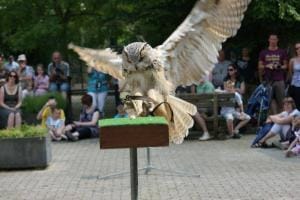 Kasteelpark Born valkenier