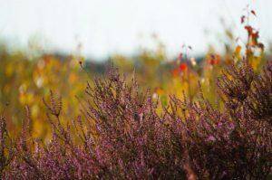 natuur 300x199 1