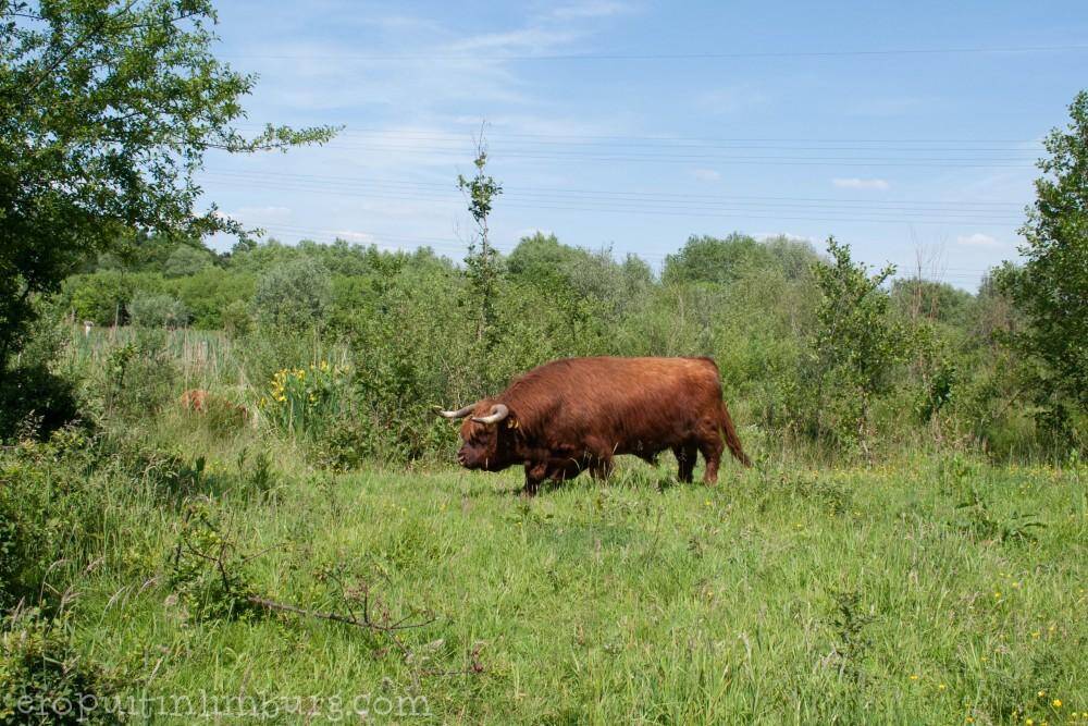 Beekdaelen 2 schinveldse bossen koeien 3 van 5