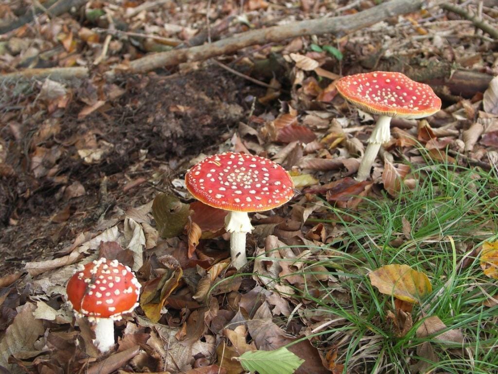 Kinderactiviteit: Op zoek naar paddenstoelen