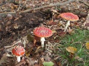 Kinderactiviteit: Op zoek naar paddenstoelen
