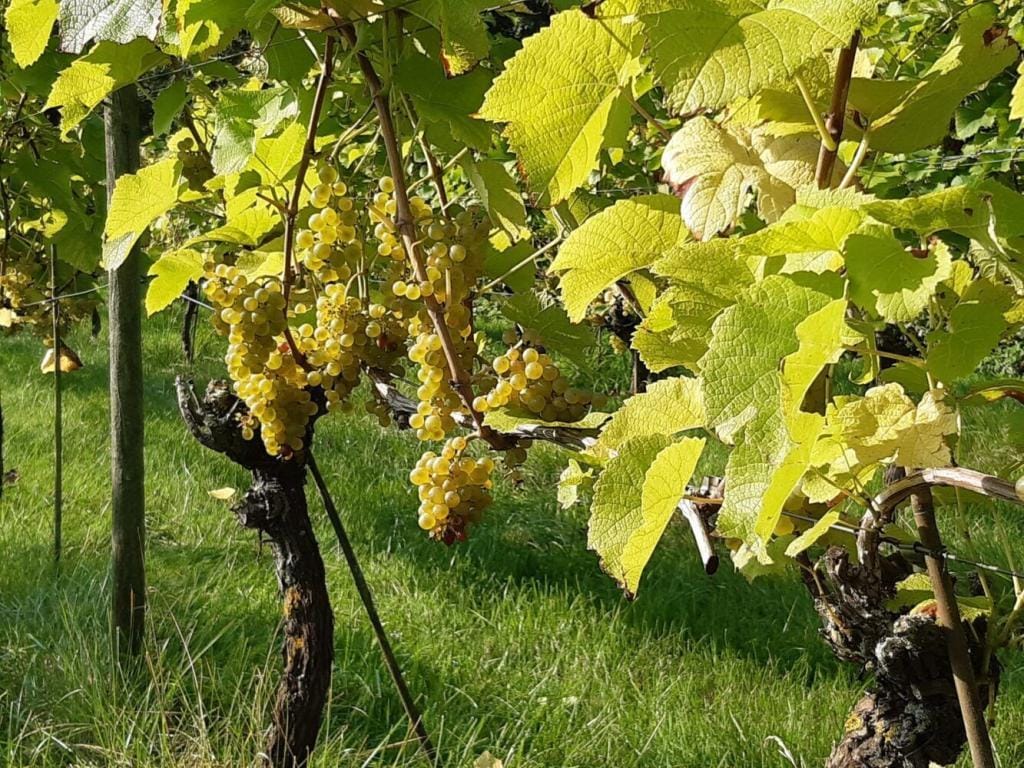 wijngaarden in limburg