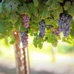 Route des Vins Noorbeek 3 druiven pixabay