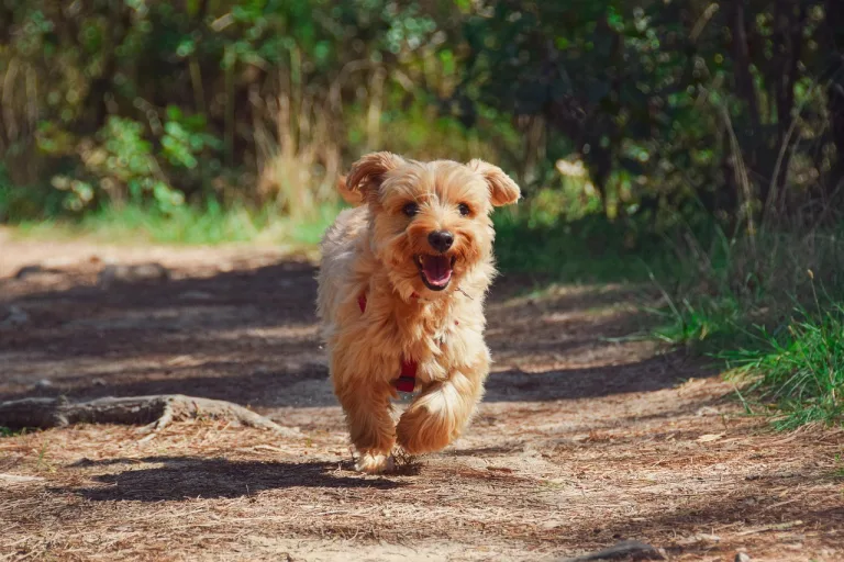hond puppy
