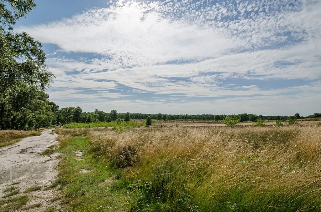 1087px Nationalpark Maasduinen 2012